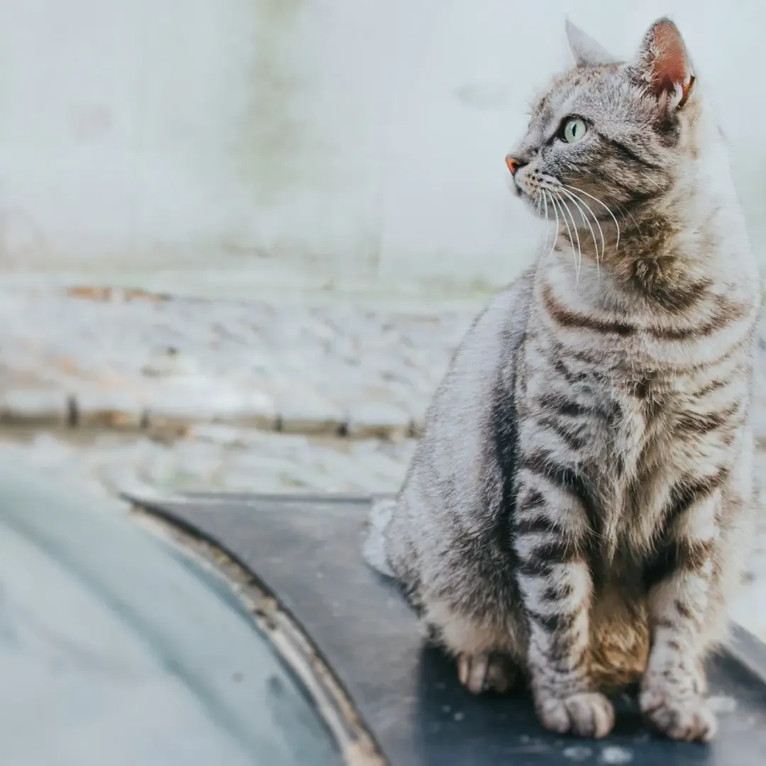 gray tabby cat looking out into the distance animal communicator pet psychic animal communication