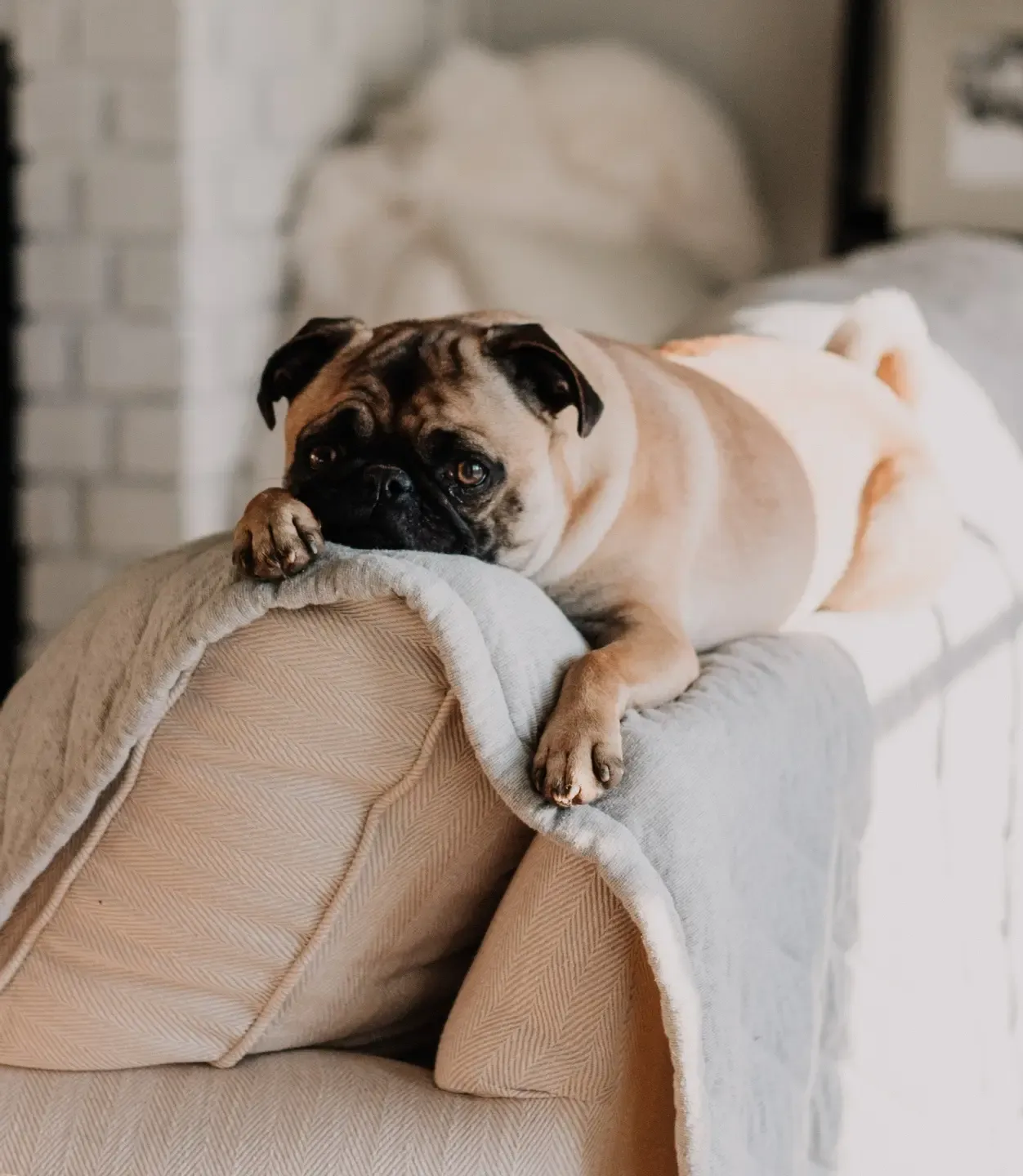 pug dog laying on back of sofa animal communication animal communicator pet psychic