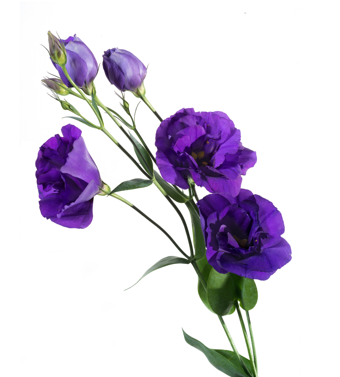 a group of purple flowers