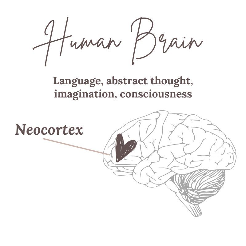 Human Brain - Language, abstract thought, imagination, consciousness - Neocortex