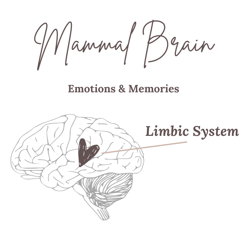 Mammal Brain - Emotions and memories - Limbic system