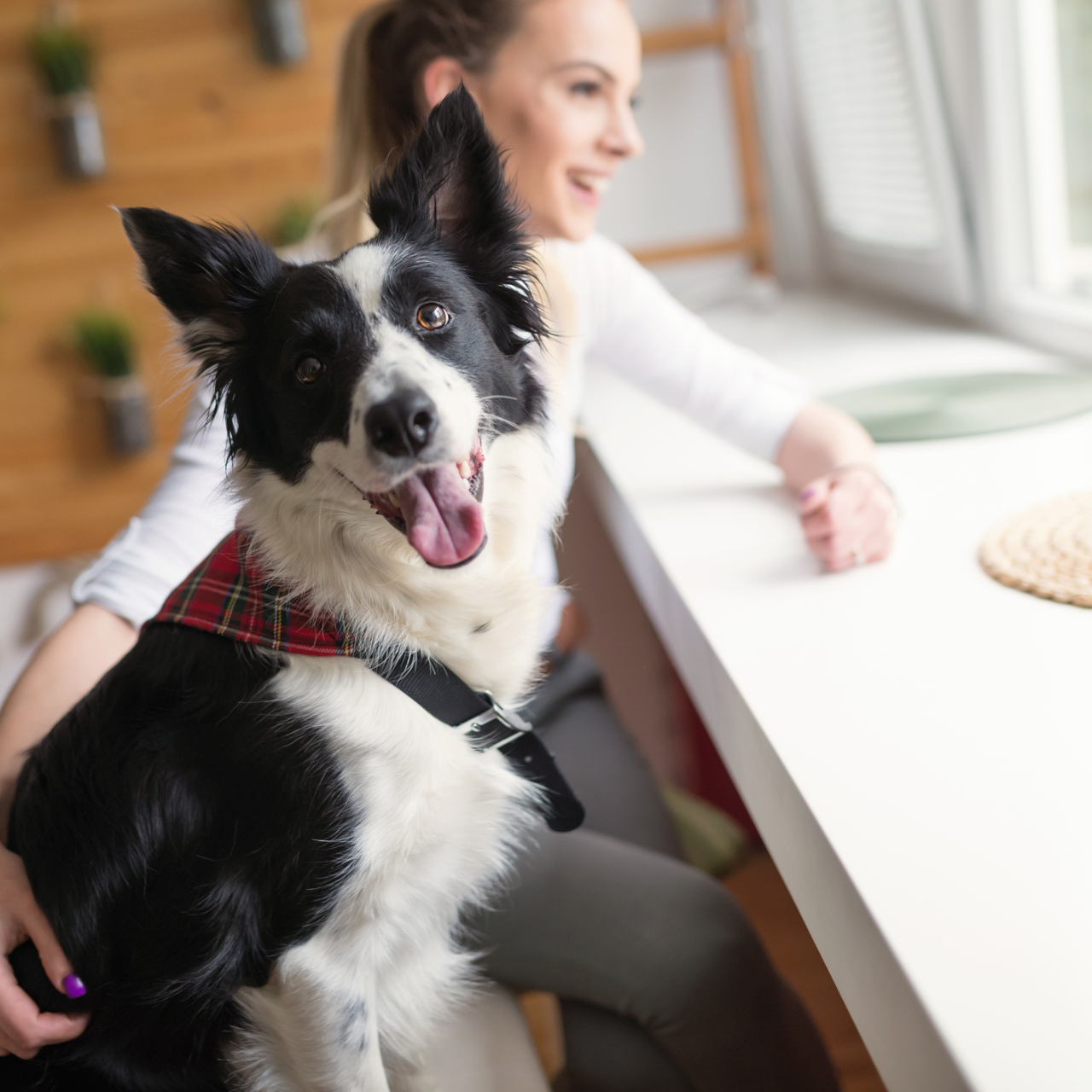 woman with border collie dog