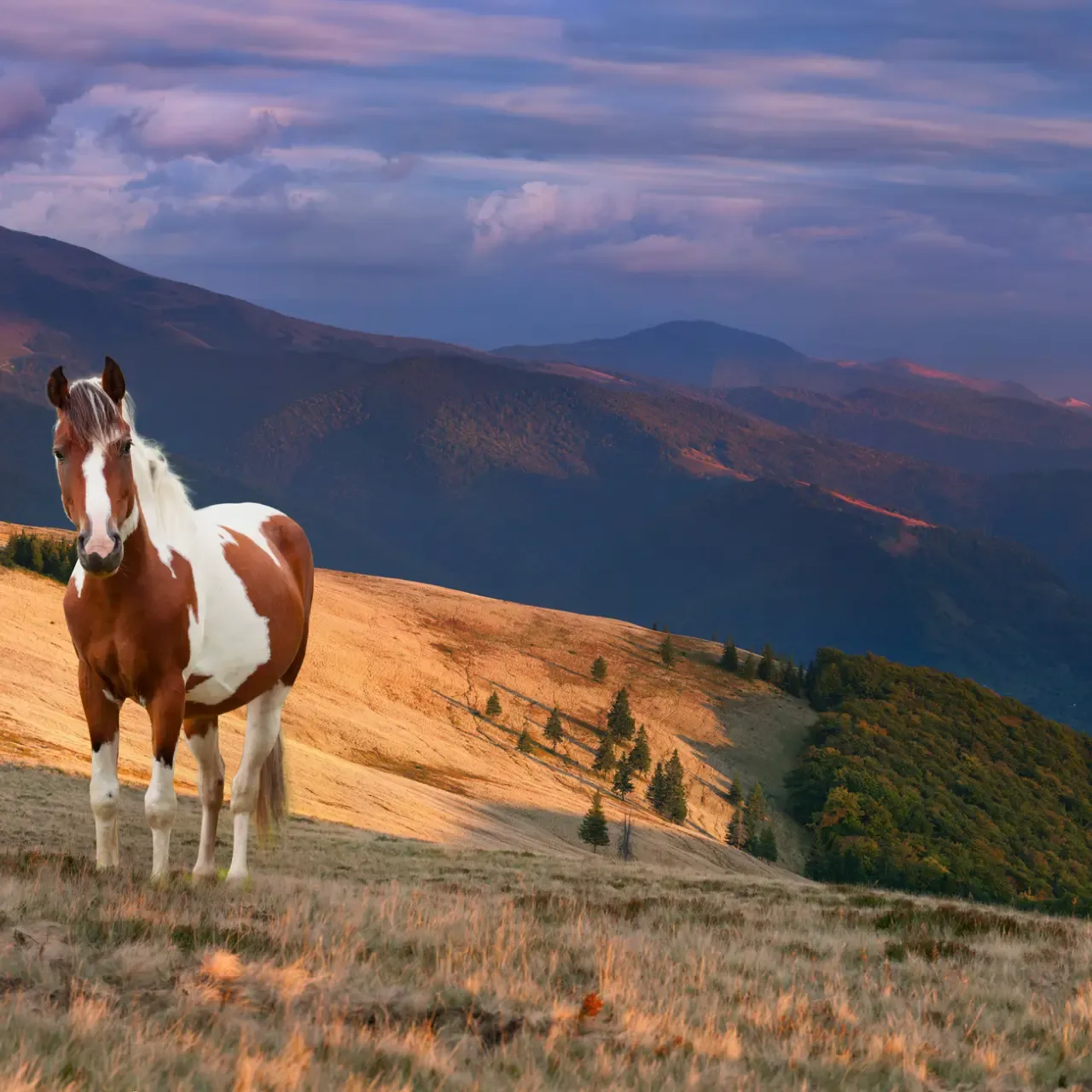 horse in front of mountains
