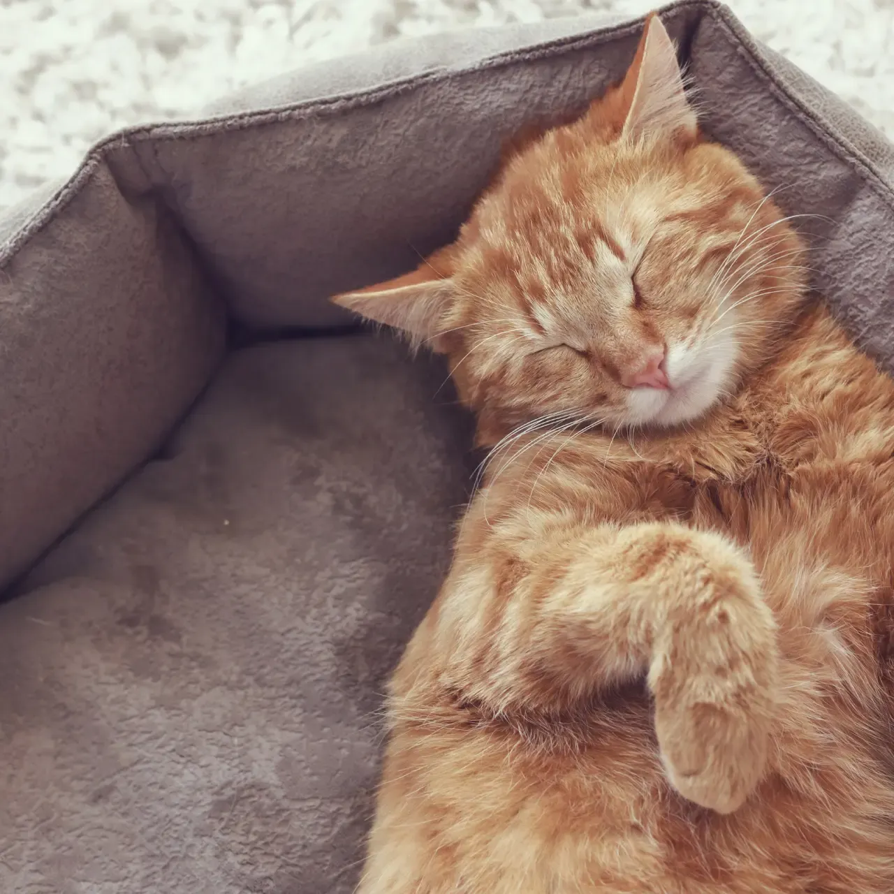 ginger cat sleeping in bed