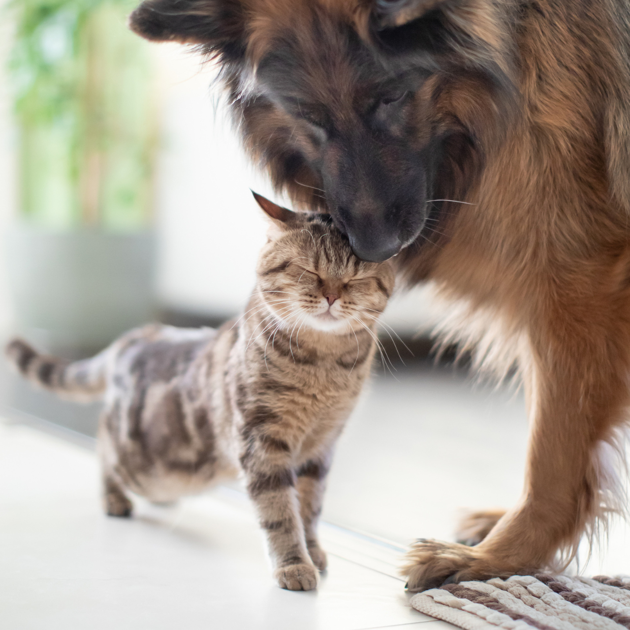 cat and dog