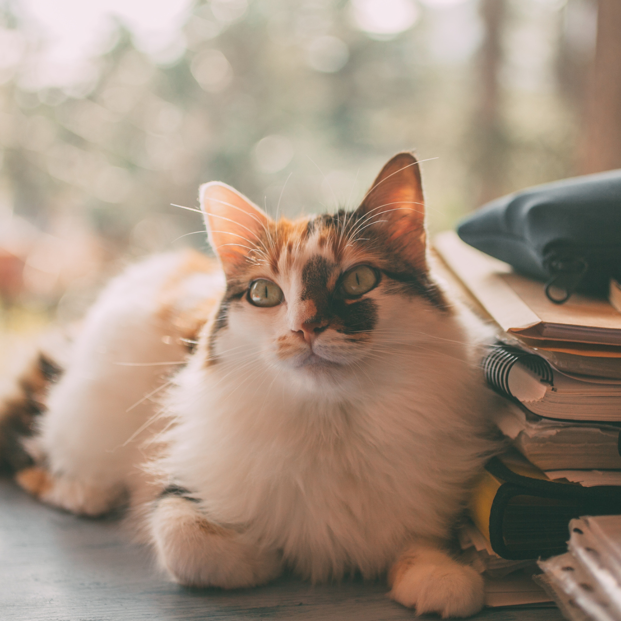 cat on desk next to books