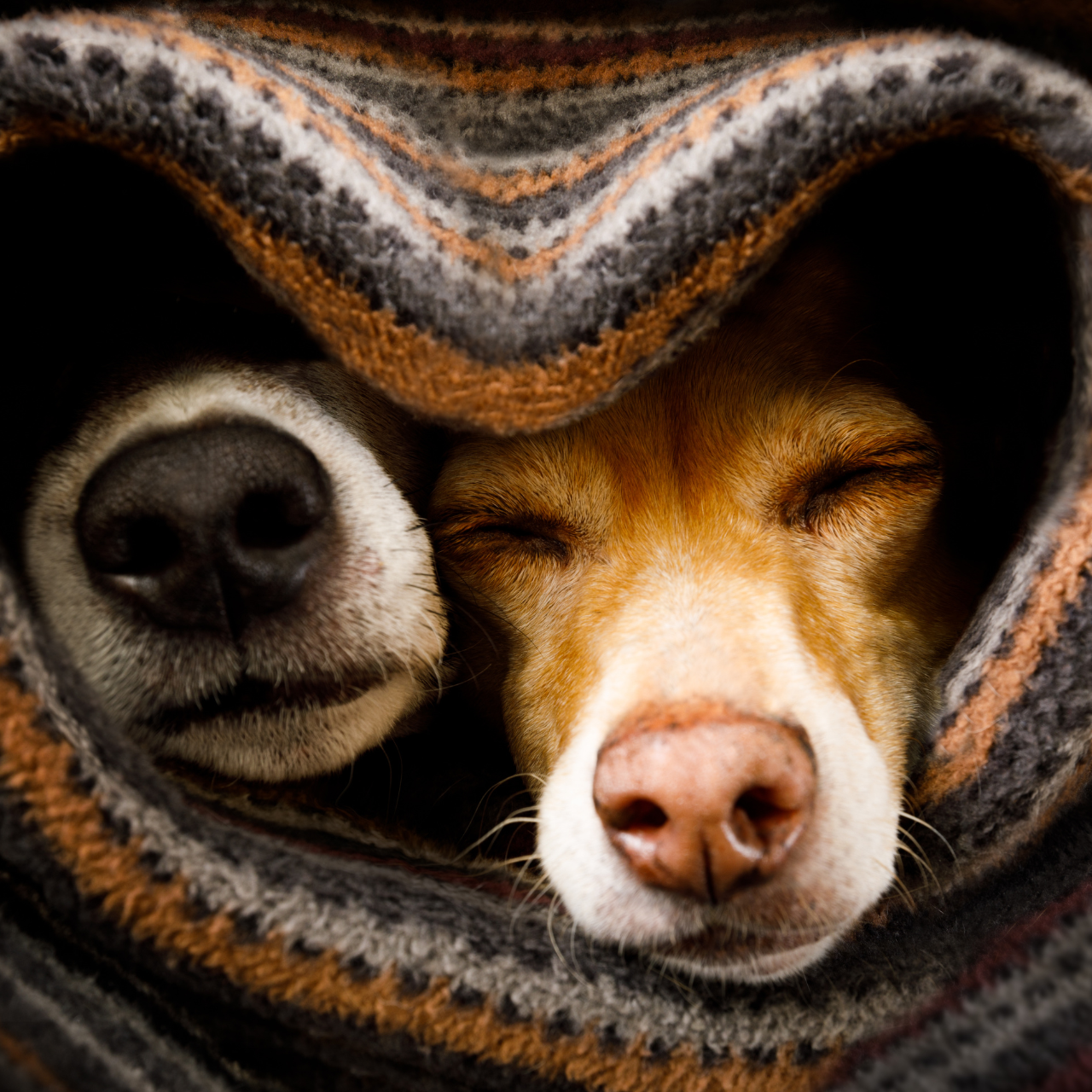 two dogs sleeping in blanket