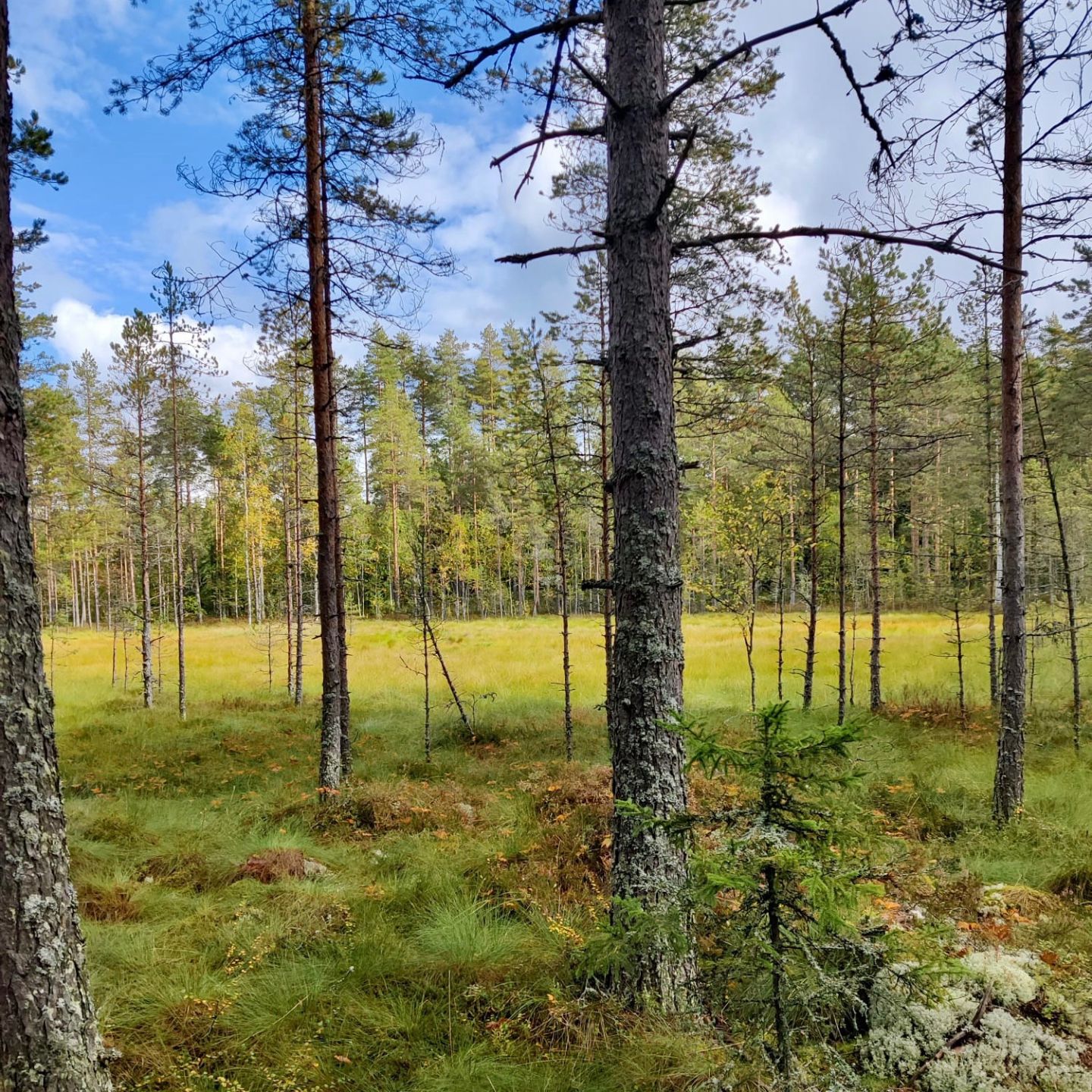 Suomaisema metsässä