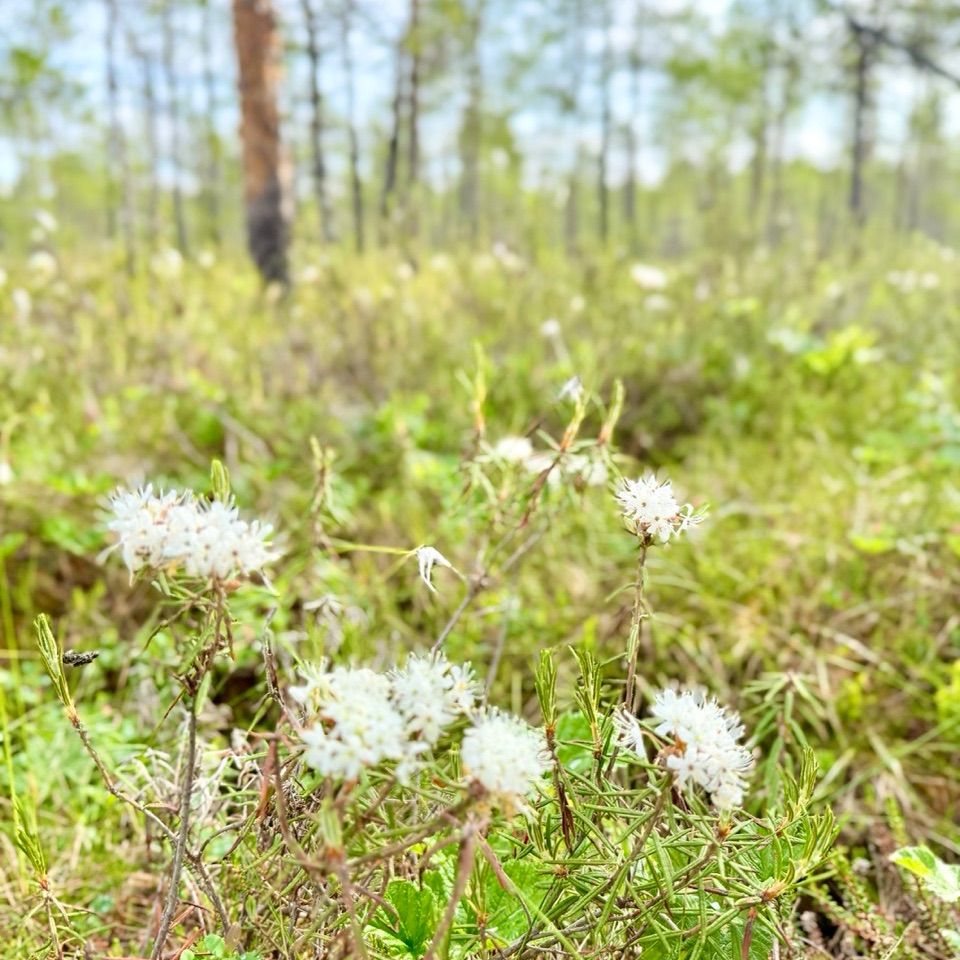 Suokasveja juoksumaastossa