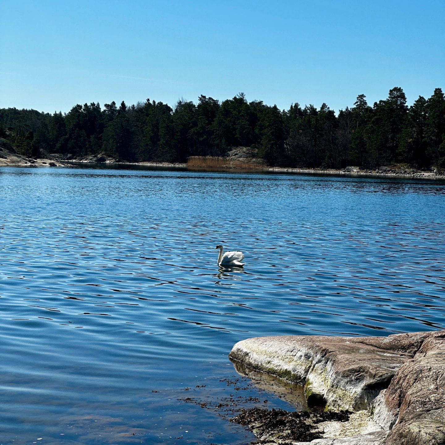 Joutsen järvellä luonnossa