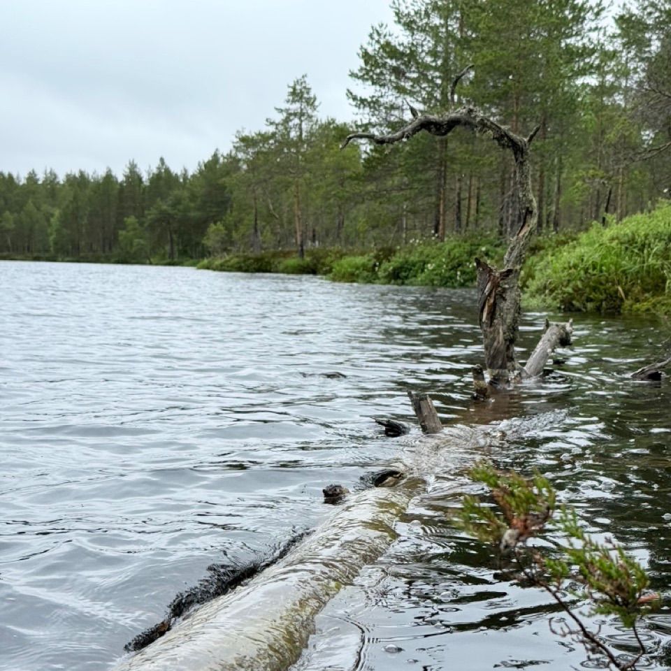 Luontopolku veden äärellä