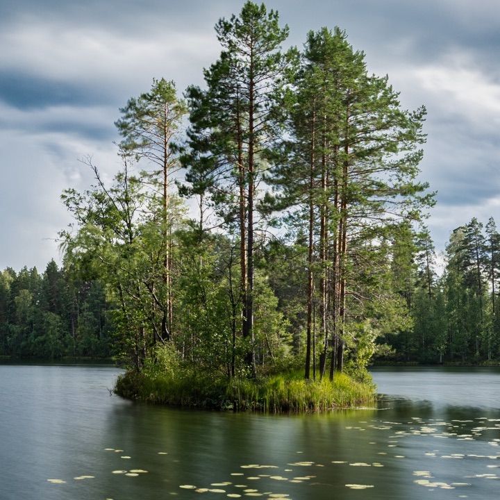 Small forest island on lake landscape