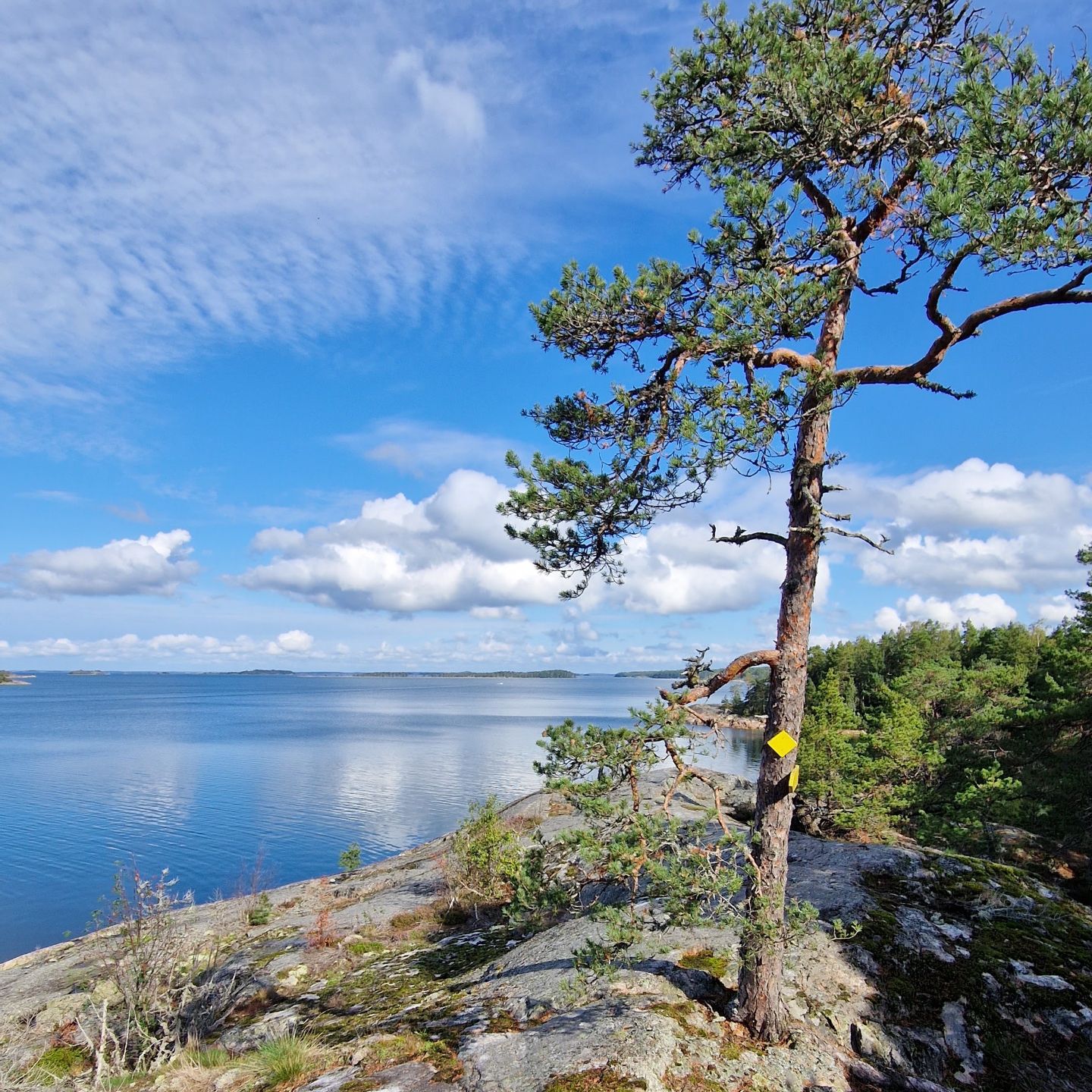 Mänty kalliorannalla merimaisemassa
