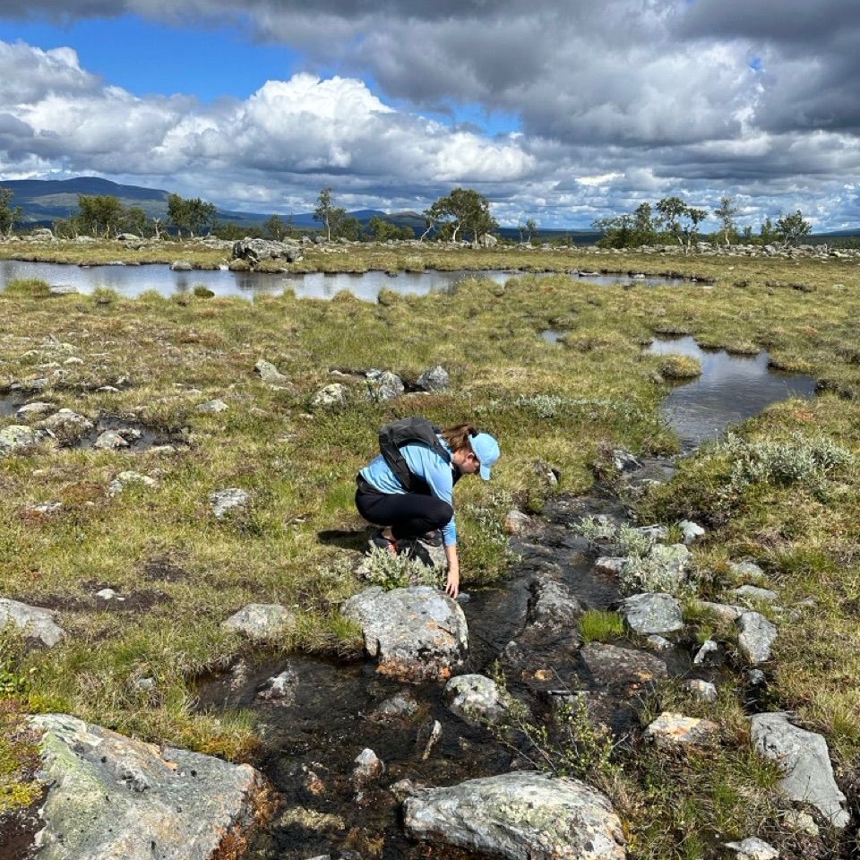 Pieni puro tunturiylängöllä