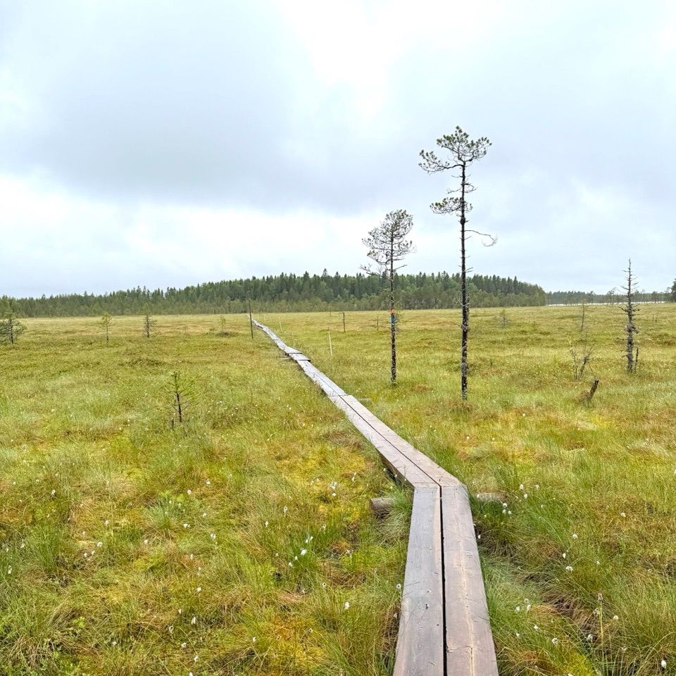 Pitkospuut suolla juoksureitillä