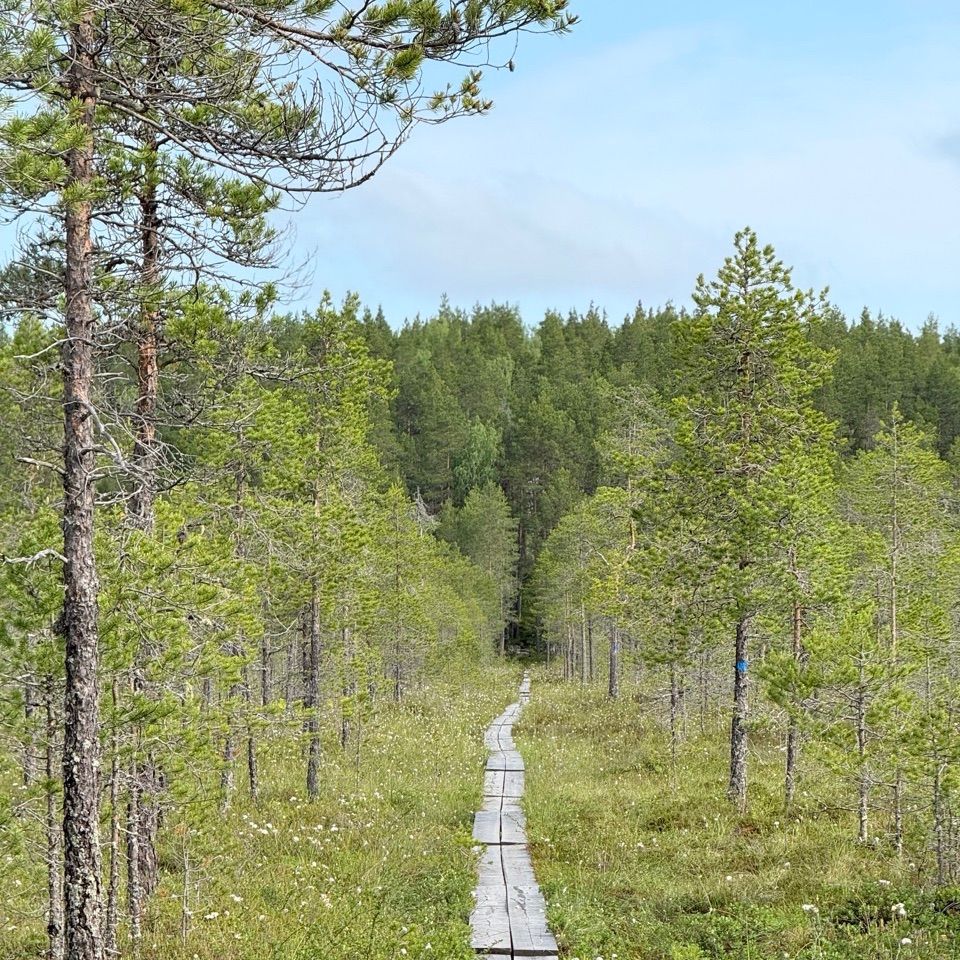 Outdoor running trail through forest on wooden path