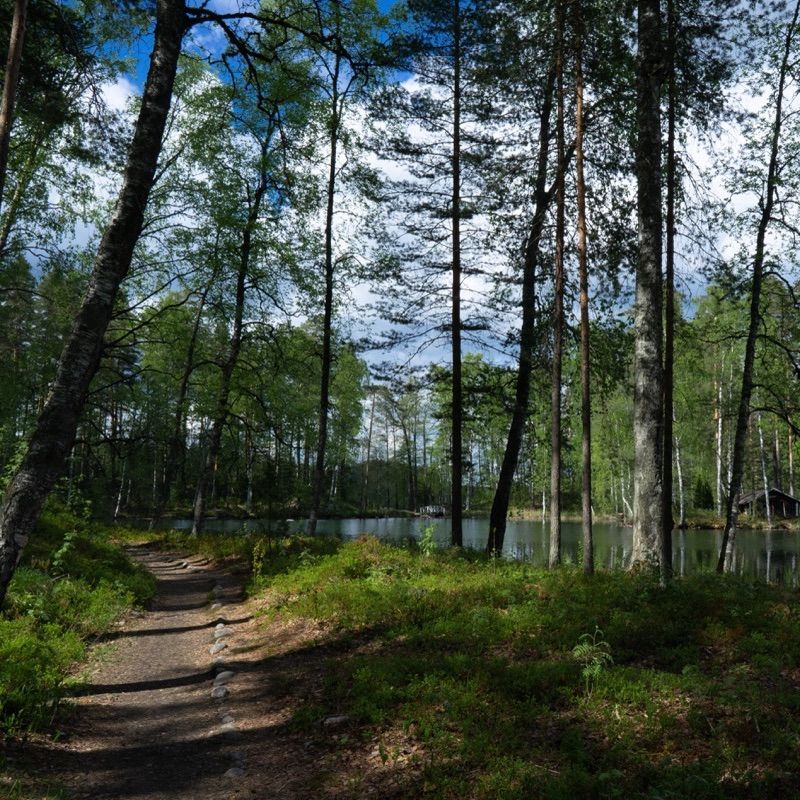 Forest running trail near water