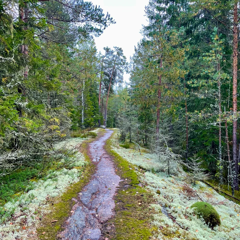 Metsäpolku juoksumaastossa