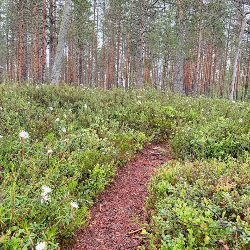 Kapea metsäpolku juoksumaastossa