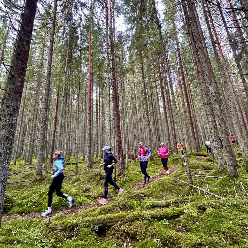 Juoksuryhmä havumetsässä polulla