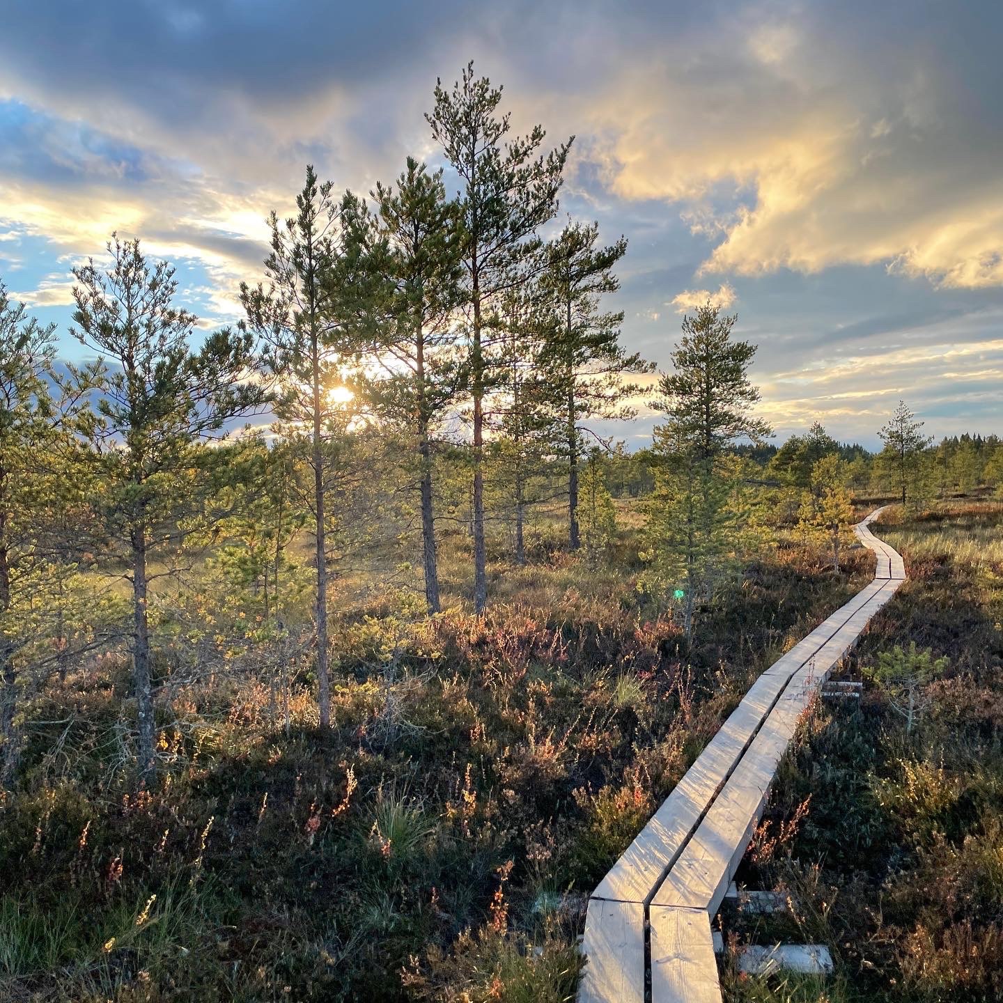 Pitkospuut suomaisemassa auringonlaskussa
