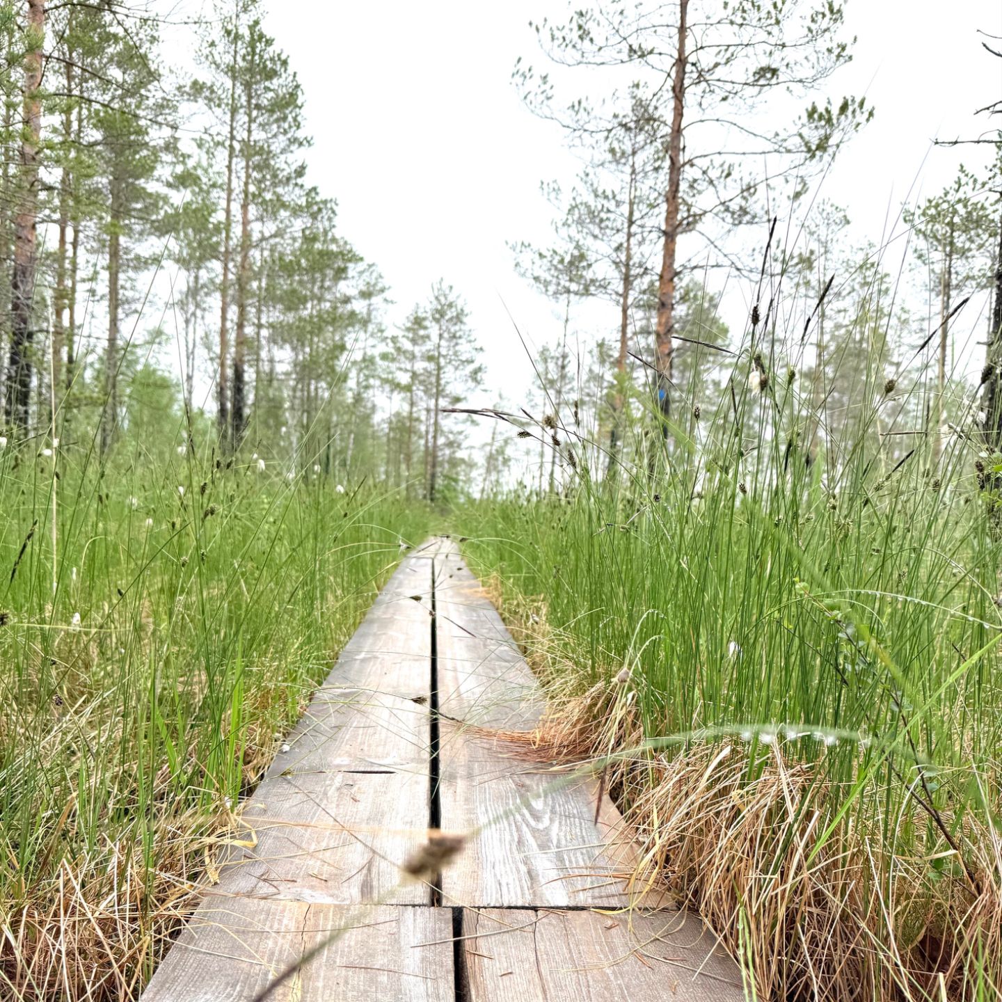 Forest running trail on wooden path in Finnish nature