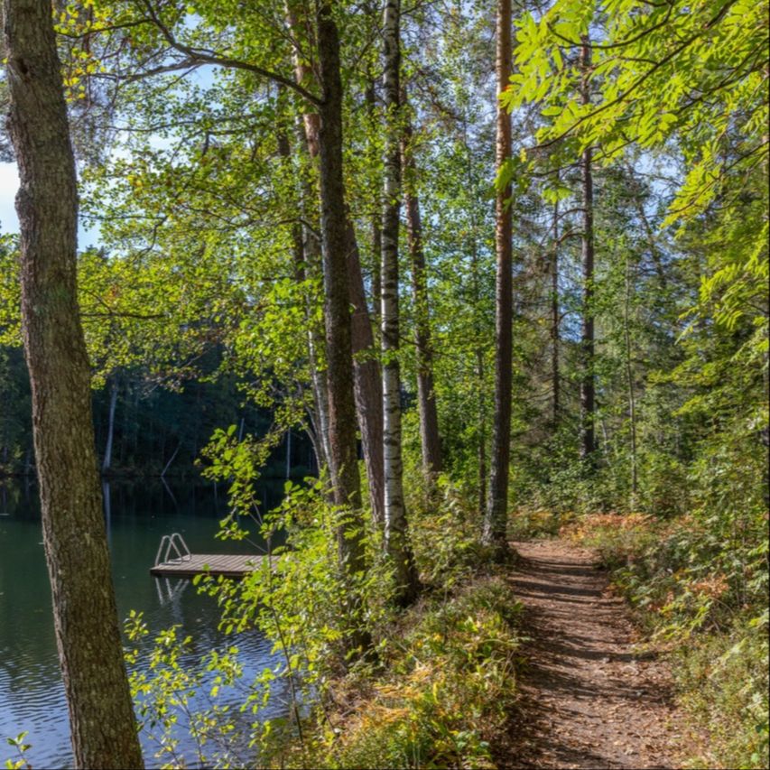 Forest path along lakeshore