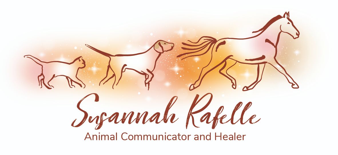 Susannah Wieland (Rafelle) animal communicator animal healer UK Dorset Hampshire International Self Selection For Animals