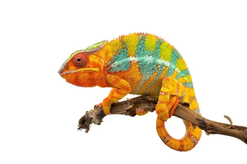 orange yellow blue and green chameleon children's book