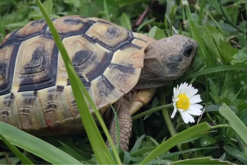turtle in grass with white flower children's book