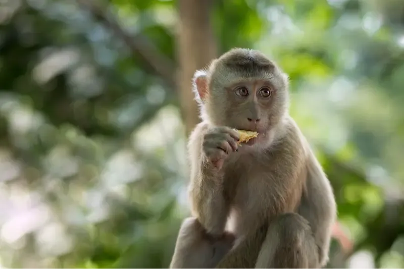 monkey in tree eating motivational children's book