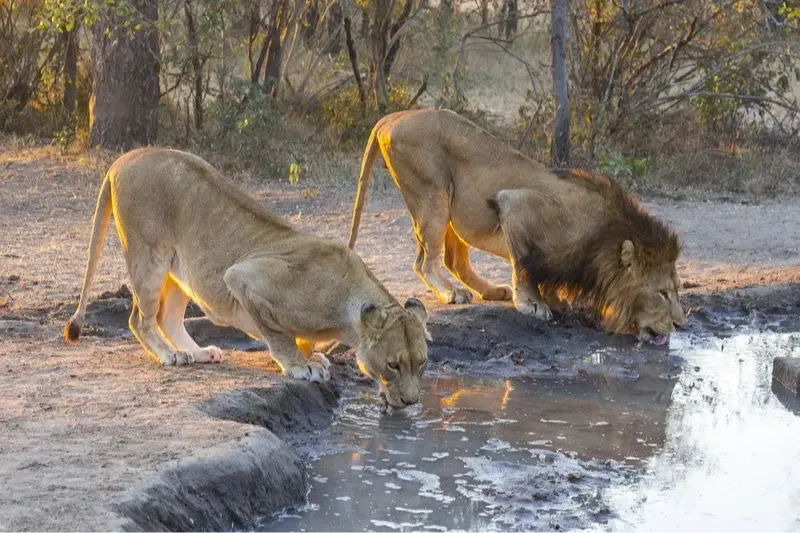 male and female lion drinking from lake children's book