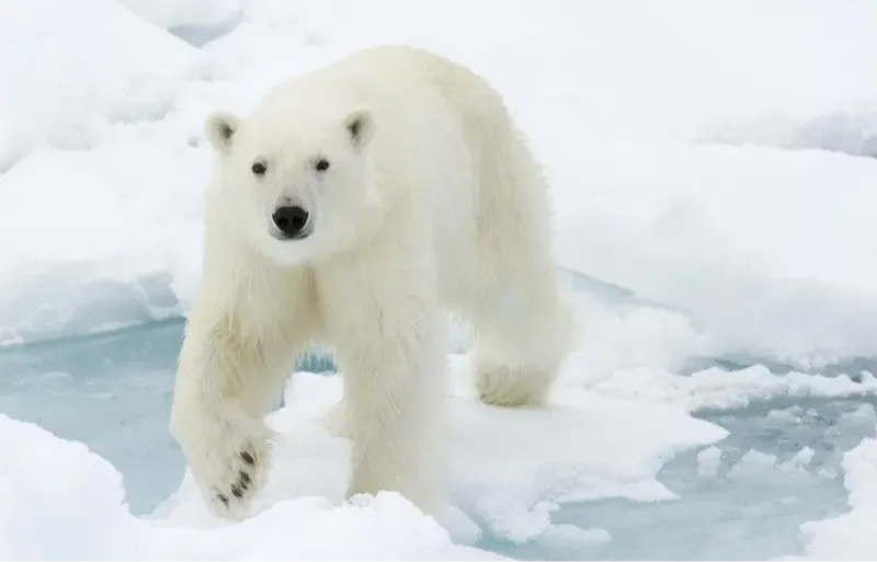 polar bear walking on ice motivational children's book