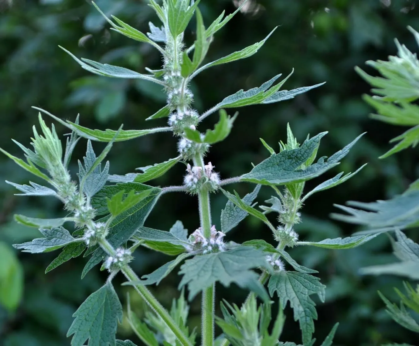 Plant Spirit Herbalism Summit, deepen relationship with plants