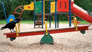 Bird walking on a seesaw, representing unstable work-life balance