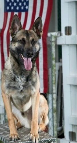 dog sitting in front of the red, white and blue flag of the united states