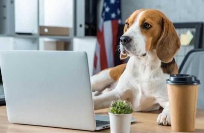 Dog laying down on an office table infront of a laptop, cactus and a coffee