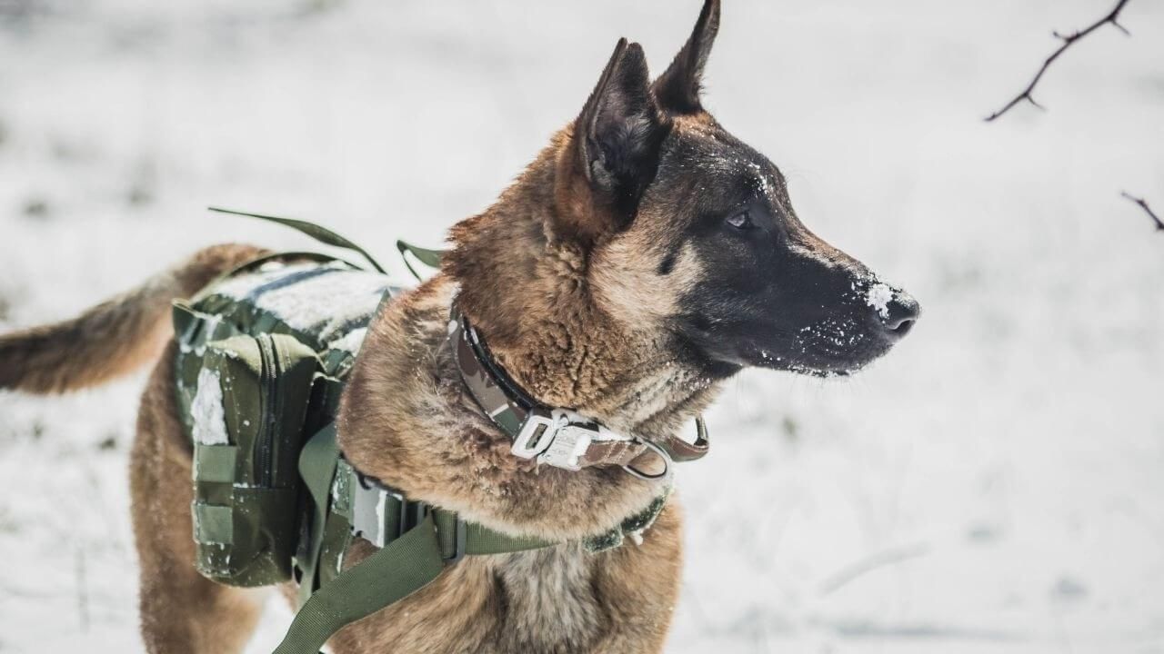 Military dog in snow wearing a harness with supply pouches