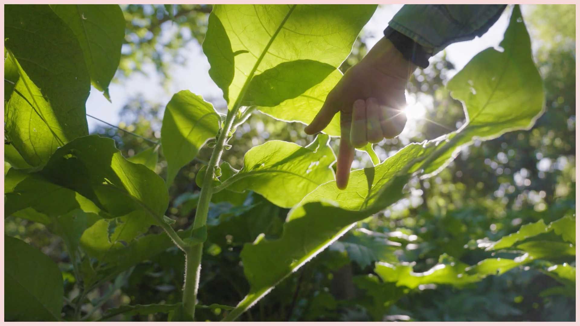 Biomimicry Practitioner Programme overview video