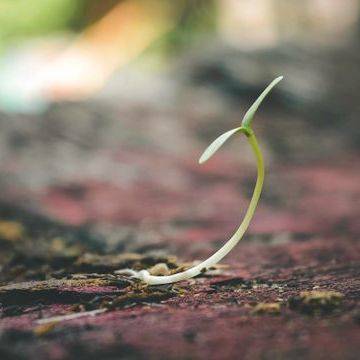 A seedling growing from the earth