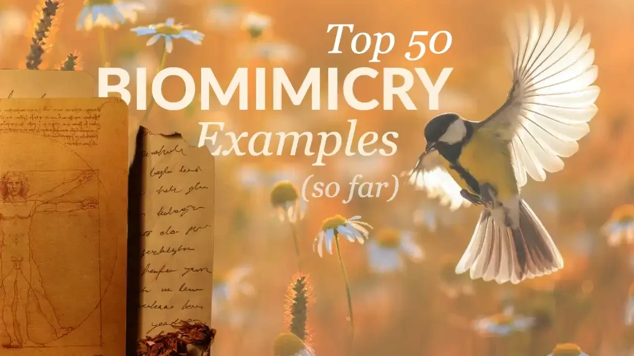 The Best Biomimicry Courses and Certificates