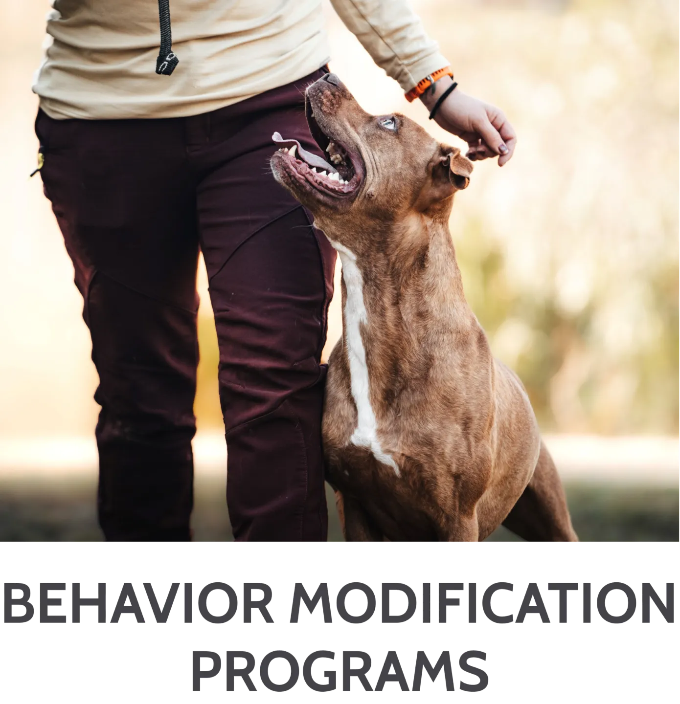 Bully breed dog heeling with KeenDog trainer in Charlotte