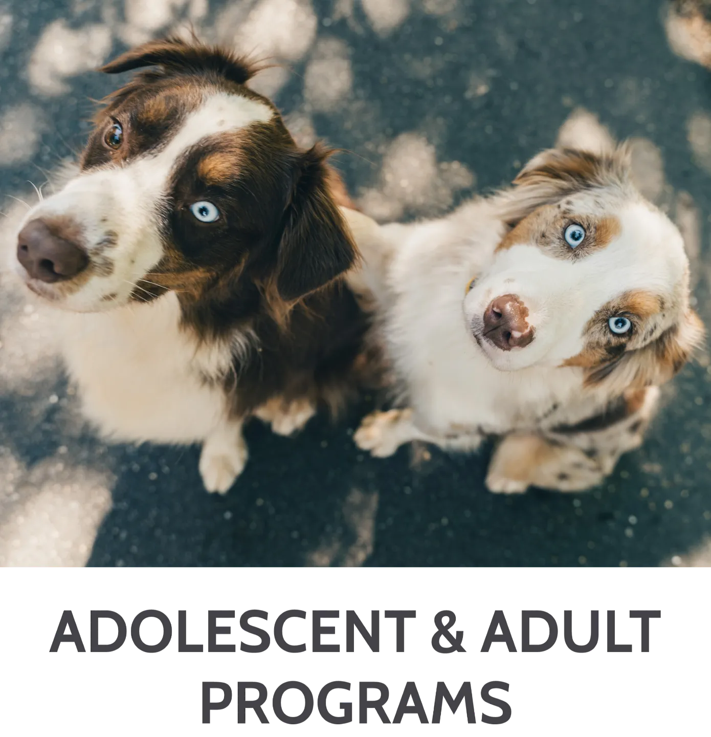 Two Australian Shepherds side by side practicing KeenDog training in Charlotte