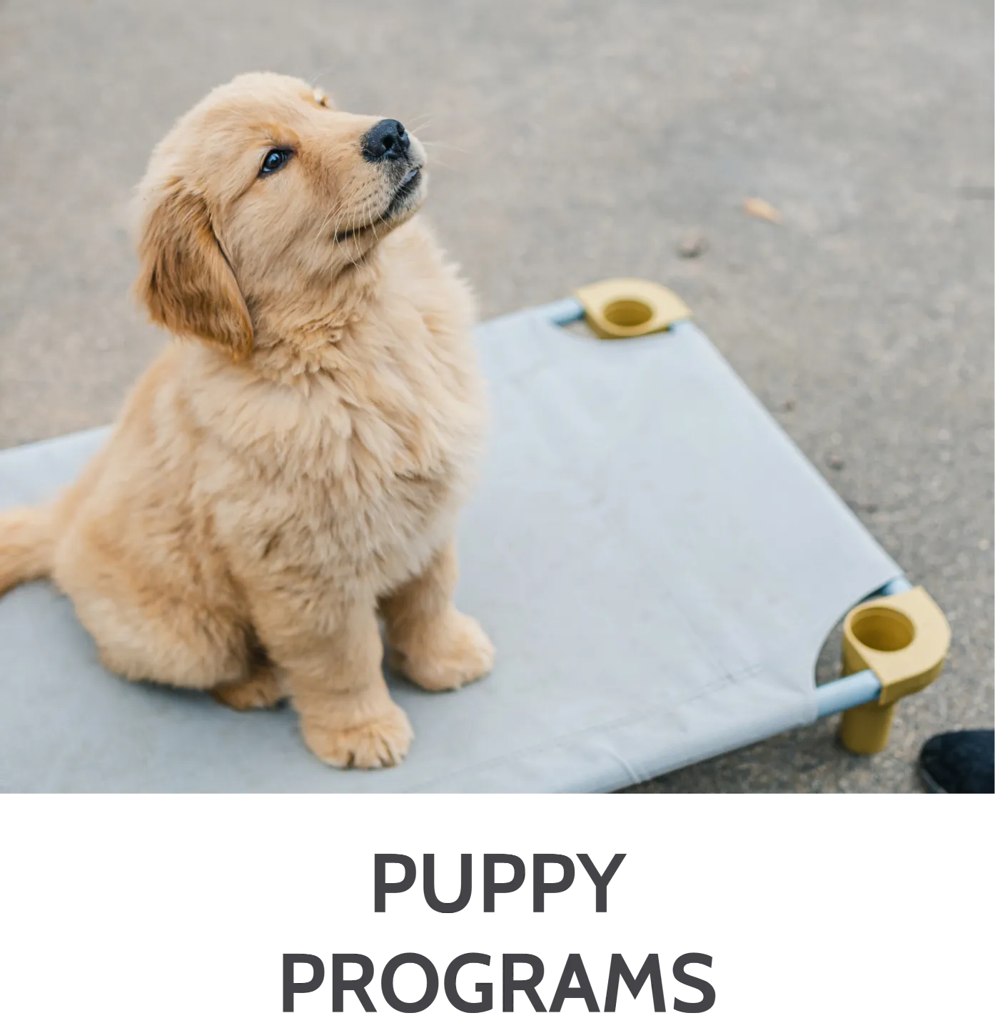 KeenDog retriever puppy in training practicing in Charlotte