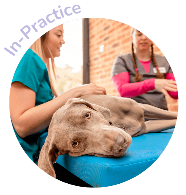 FOVU Veterinary Ultrasound In Practice Teaching