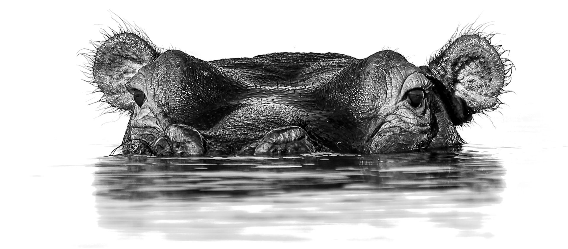 Hippo in Botswana - 400mm | 1/800sec |  f/6.3 | ISO 125