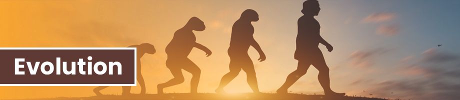 Evolution of technique and movement concepts