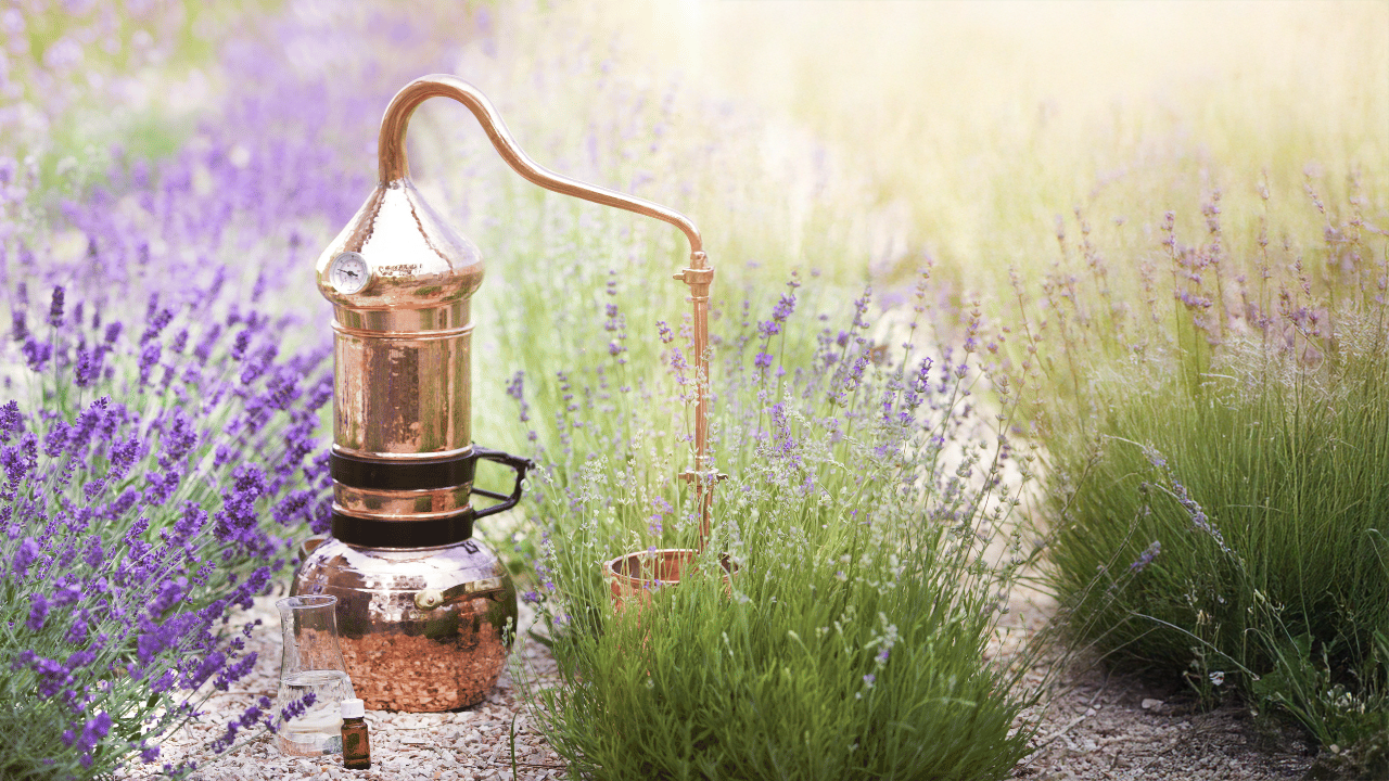 Distillation programme en ligne certifiant et reconnu Aromathérapie intégrale, niveau 4 Par : Véronik Tanguay & Mikaël Zayat