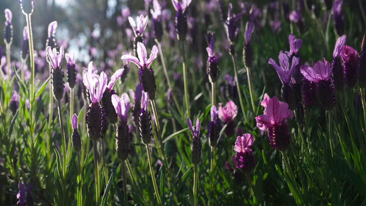 Distillation programme en ligne certifiant et reconnu Aromathérapie intégrale, niveau 4 Par : Véronik Tanguay & Mikaël Zayat
