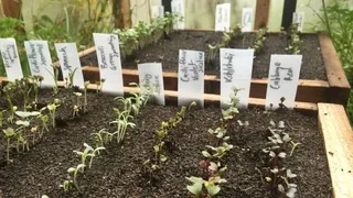 Raising organic vegetable seedlings from seed at home - Start strong transplants with homemade seed raising mix and proper care